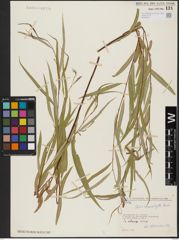 Foto von Salix acmophylla Boiss.